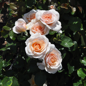 Žuta  - floribunda-grandiflora ruža 
